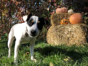Celebrate Pupsgiving with Petco in Tyler with the Village at Cumberland Park