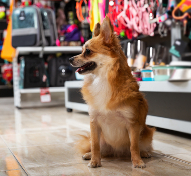 Pamper Your Pets this Spring by Shopping for Pet Supplies in Tyler